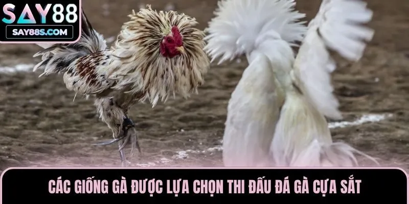 Các giống gà được lựa chọn thi đấu đá gà cựa sắt