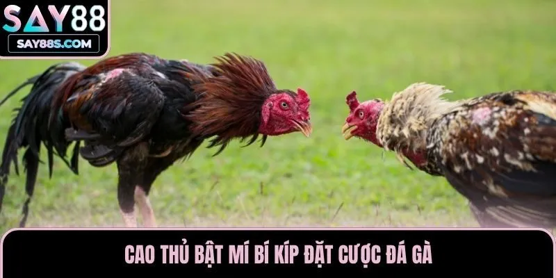 Cao thủ bật mí bí kíp đặt cược đá gà