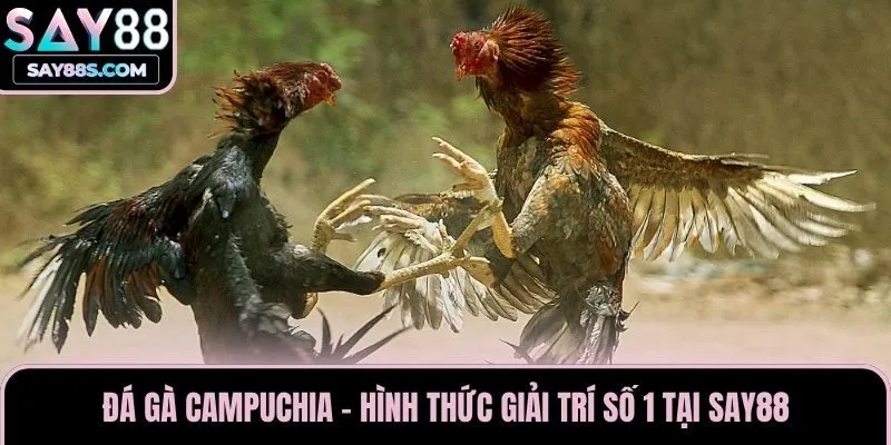 Đá Gà Campuchia - Hình Thức Giải Trí Số 1 Tại Say88