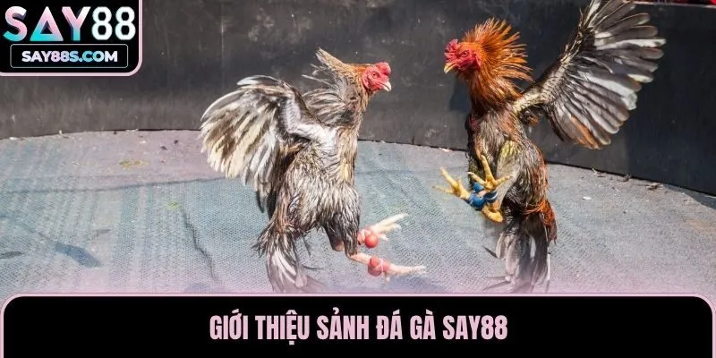 Giới thiệu sảnh đá gà Say88