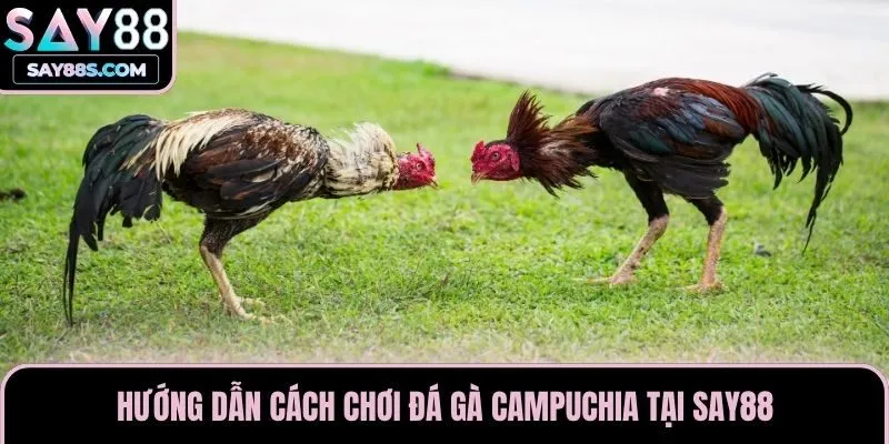 Hướng dẫn cách chơi đá gà Campuchia tại Say88