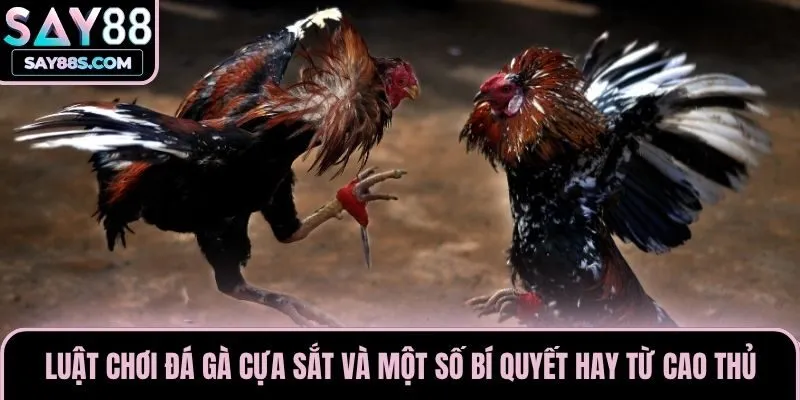 Luật Chơi Đá Gà Cựa Sắt Và Một Số Bí Quyết Hay Từ Cao Thủ