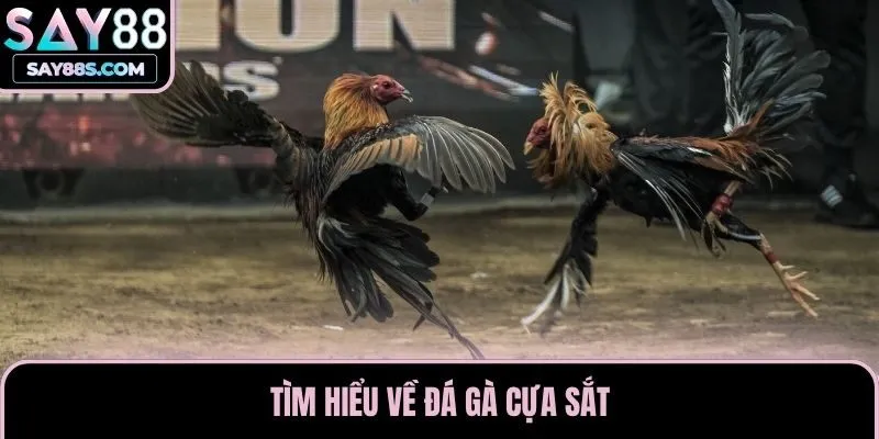 Tìm hiểu về đá gà cựa sắt