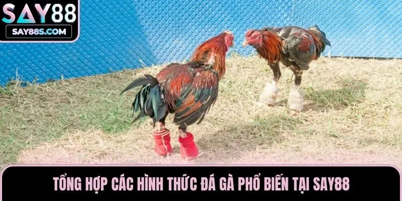 Tổng hợp các hình thức đá gà phổ biến tại Say88