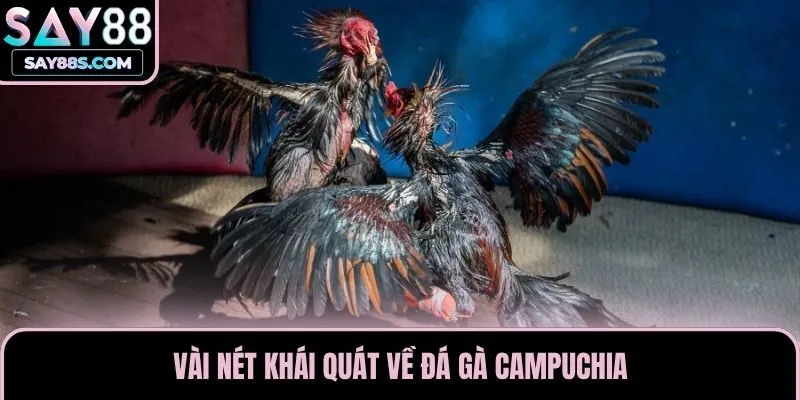 Vài nét khái quát về đá gà Campuchia